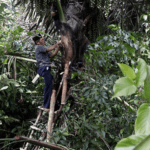 Petani menyadap nira pohon aren di desa sebagai bahan baku gula dan bioetanol