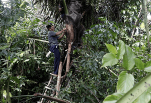 Petani menyadap nira pohon aren di desa sebagai bahan baku gula dan bioetanol