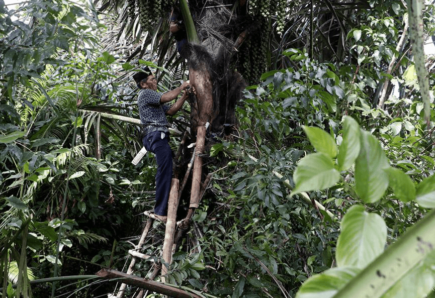 Petani menyadap nira pohon aren di desa sebagai bahan baku gula dan bioetanol