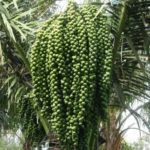 Pohon Aren Genjah dengan buah lebat di lahan marginal