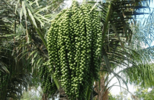 Pohon Aren Genjah dengan buah lebat di lahan marginal