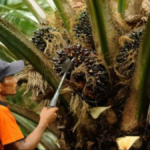 petani sawit memanen tandan buah segar di kebun kelapa sawit