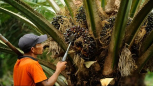 petani sawit memanen tandan buah segar di kebun kelapa sawit