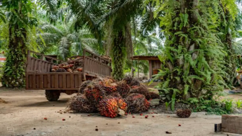 Kejar PAD dari Air, Sawit Dibidik—Harga TBS Terancam, Petani Mulai Resah