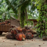 Petani memanen tandan buah segar kelapa sawit di perkebunan Sumatera Barat